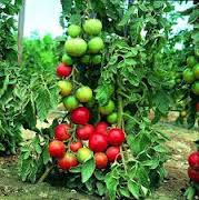 Tomato Leaf Absolute Oil 